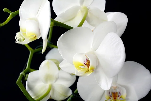 Sessa Orchid Sanctuary exotic flowers near Rupa